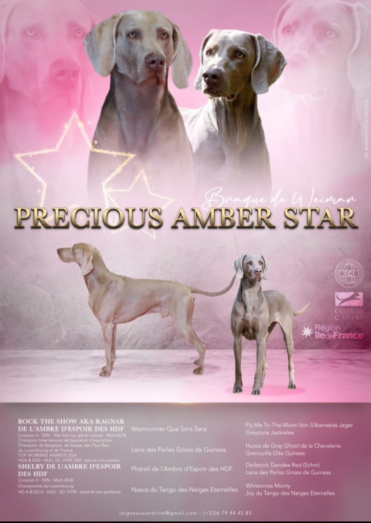 Precious Amber Star - Nouvelle portée née le 10/01/25