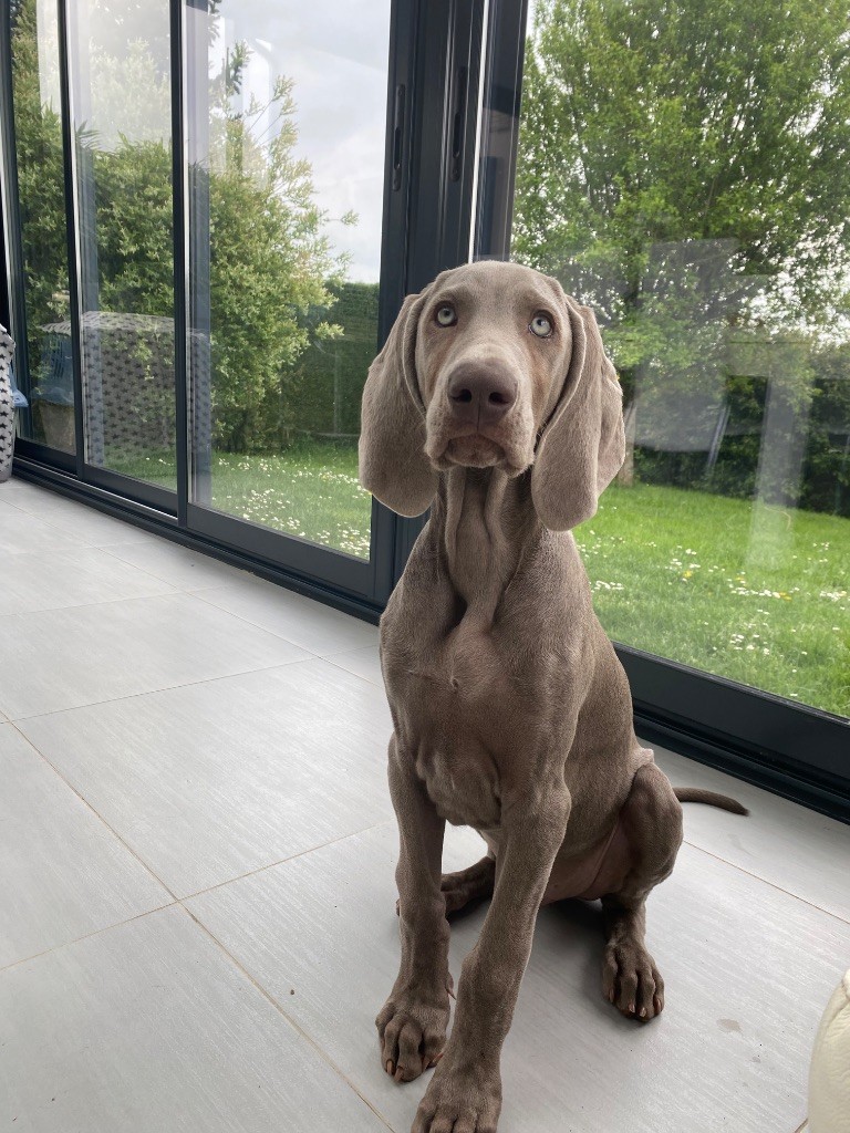 Precious Amber Star - Chiots disponibles - Braque de Weimar